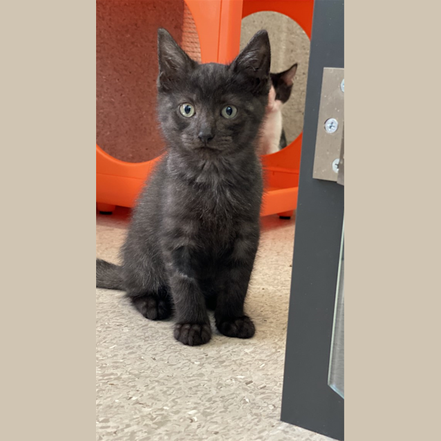 Photo of Basil