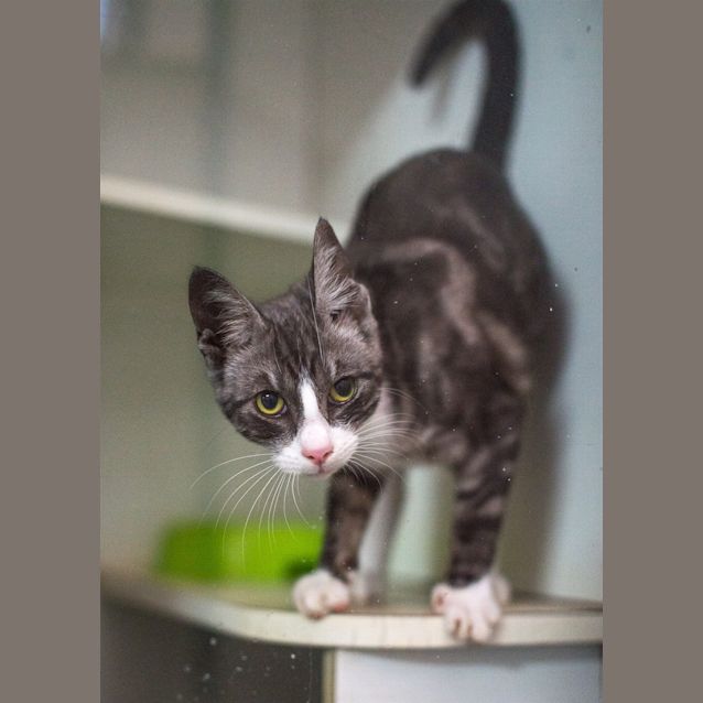 Photo of Frankie