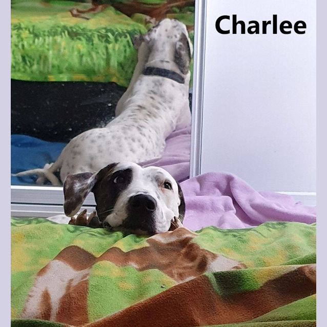 Photo of Charlee