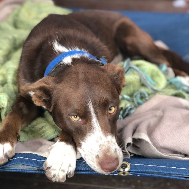 Photo of Pebbles ~ 6mo Kelpie X Koolie (On Trial 17/04/2020