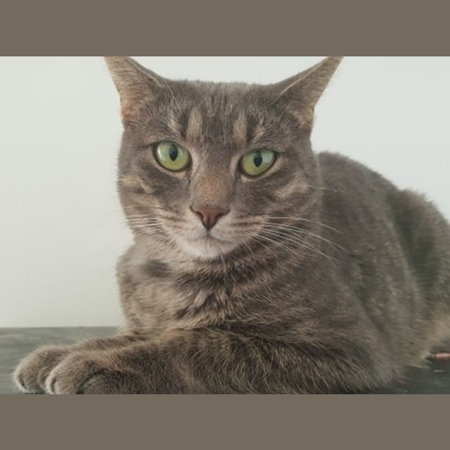 Photo of Yoshi