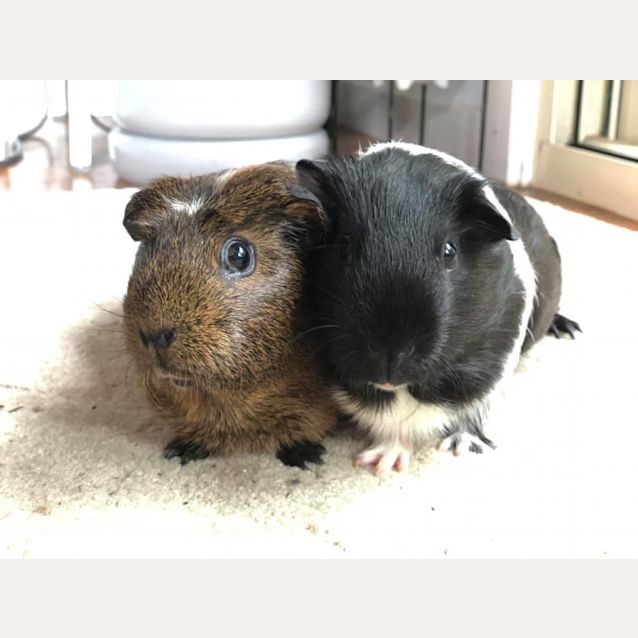 Photo of Olive And Stanley (Desexed Male)