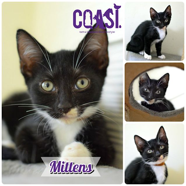Photo of Mittens 