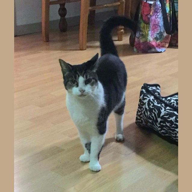 Photo of Smokey