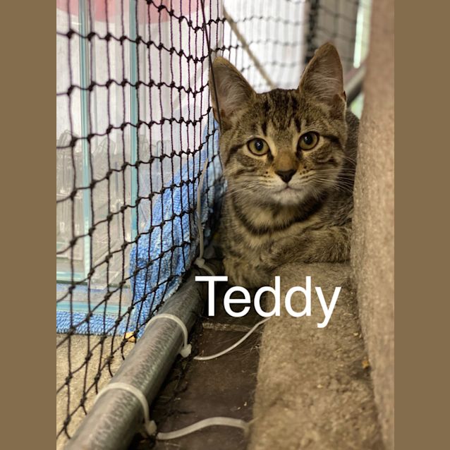 Photo of Teddy