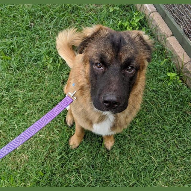 Photo of Bear 