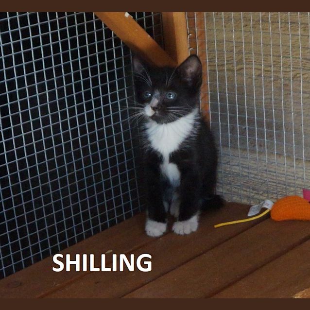 Photo of Shilling