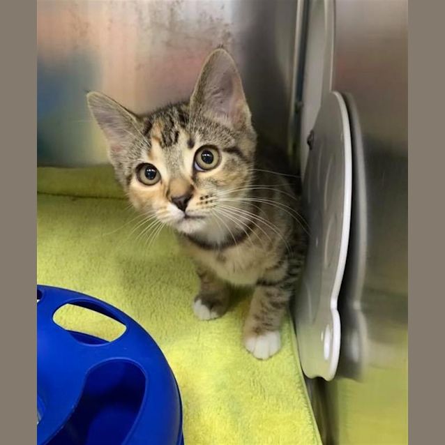 Photo of Buttercup   