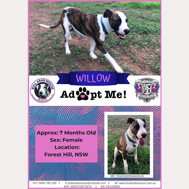 Photo of Willow