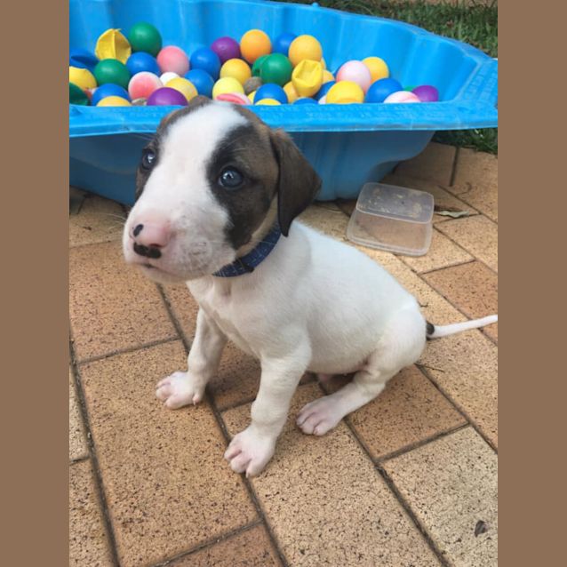 Photo of Chevy