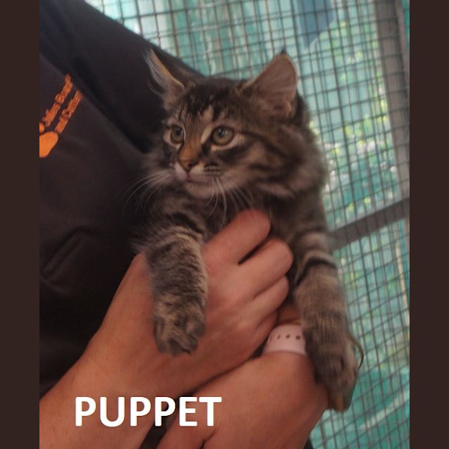 Photo of Puppet
