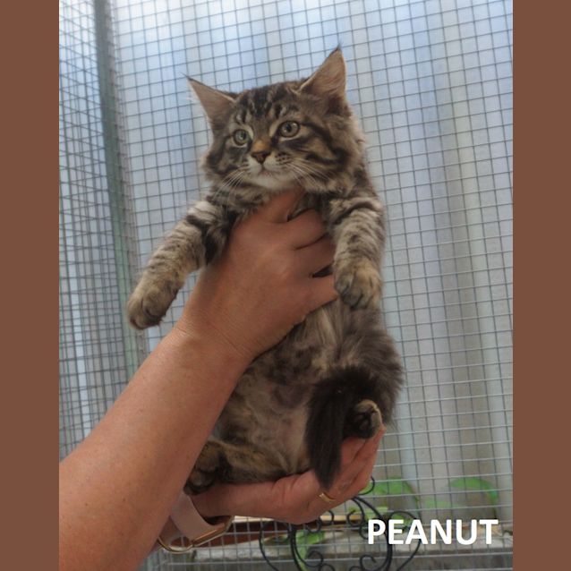 Photo of Peanut