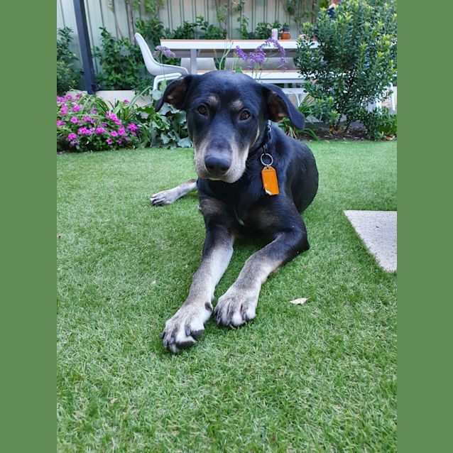 Photo of Tank Dl2425