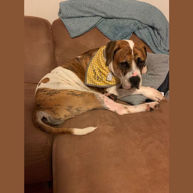 Photo of Cuda Dl2403