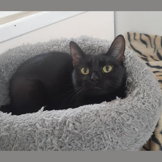 Photo of Ebony