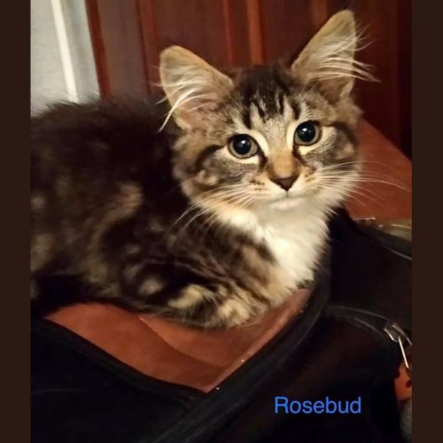 Photo of Rose Bud