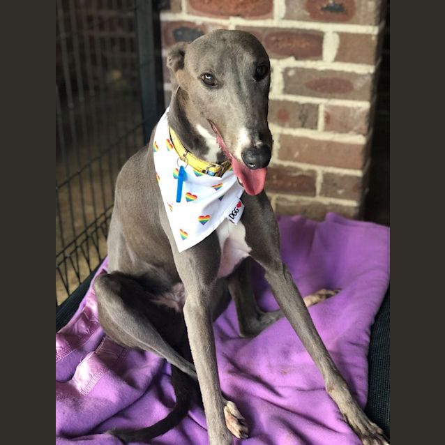Photo of Buffy (Adoption Pending)