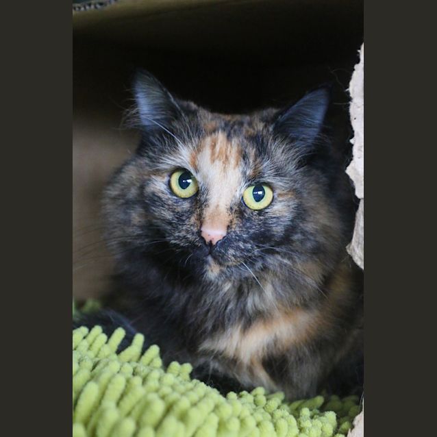 Photo of Betsy