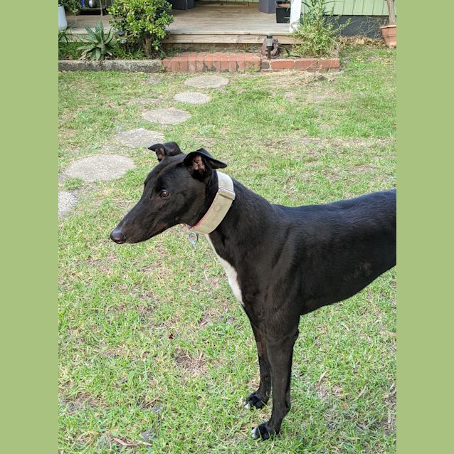 Photo of Ludo (Fostering)