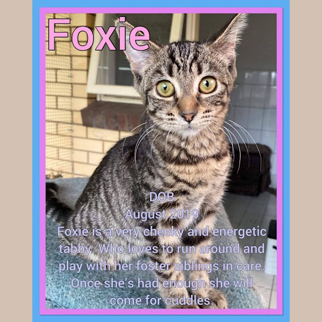 Photo of Foxie