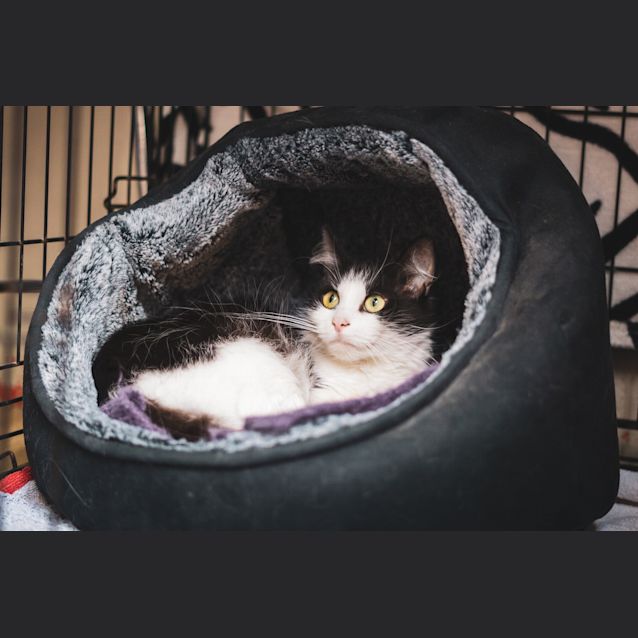 Photo of Pumpkin ~ 10 Year Old Female Cat (On Trial 16/4/20