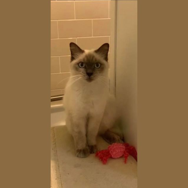 Photo of Sybil 