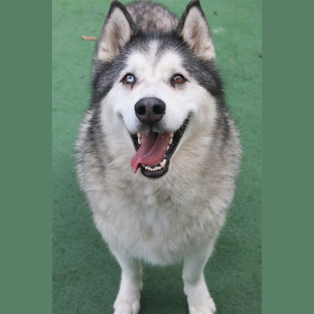 Photo of Hades