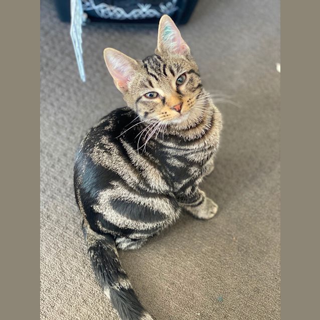 Photo of Tito & Yugo