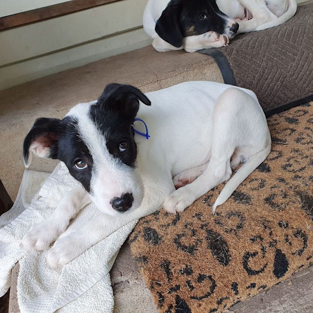 Photo of Steve ~ 4mo Bull Arab X Wolfhound (On Trial 15/4/20