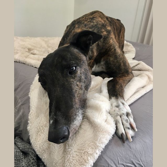 Photo of Boof.   Melbourne