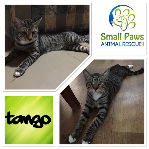 Photo of Tango