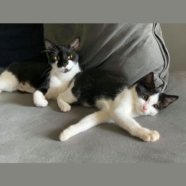 Photo of Whiskers