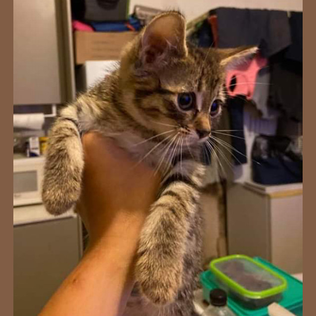 Photo of Rusty