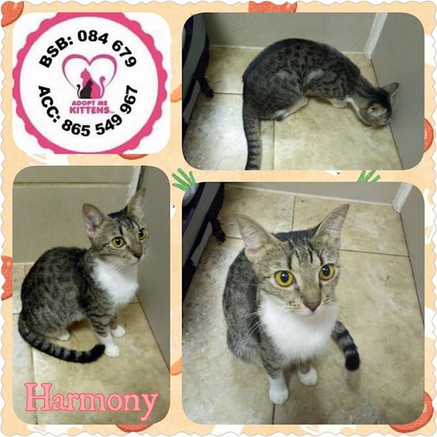 Photo of Harmony