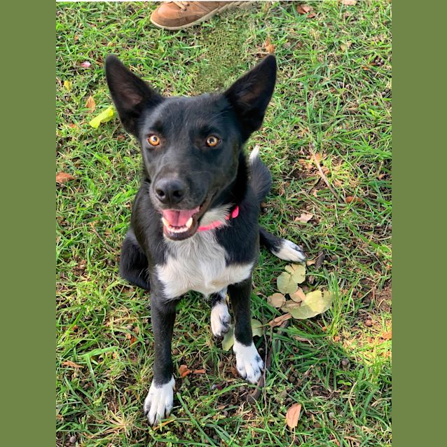 Photo of Pippa
