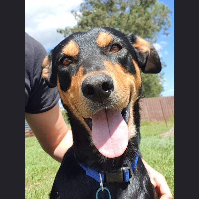 Photo of Duke 