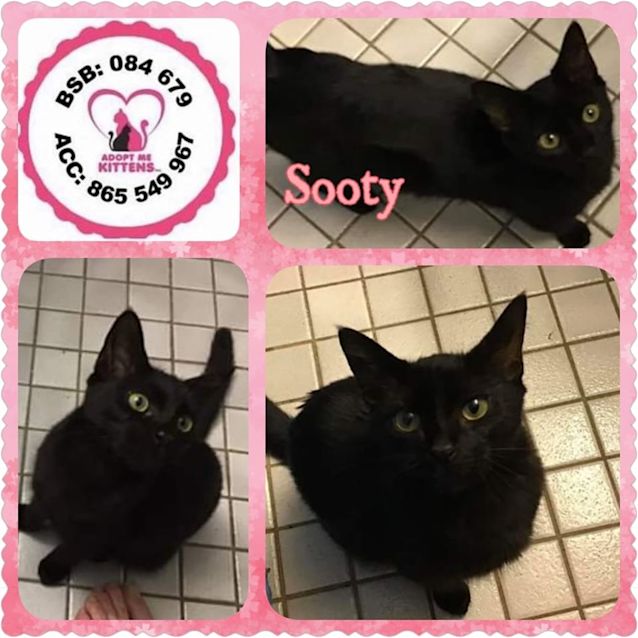 Photo of Sooty