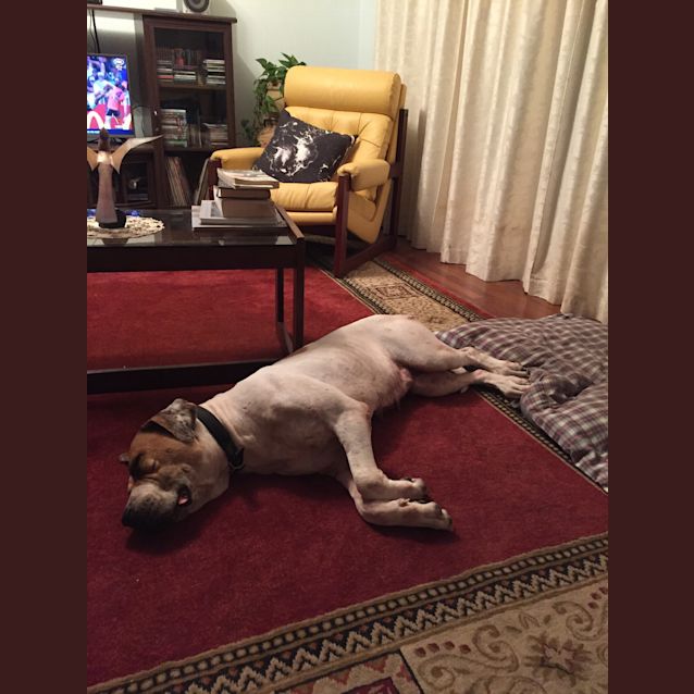 Photo of Elka   Adoption Pending!