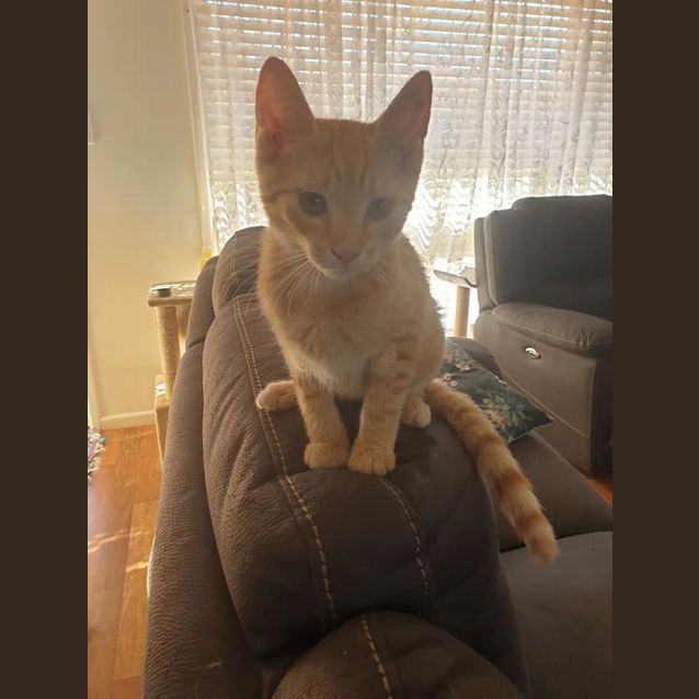 Photo of Romeo