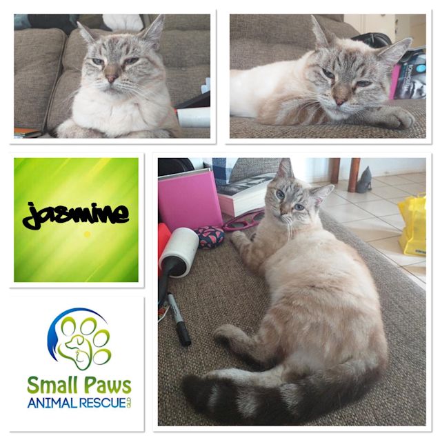 Photo of Jasmine 