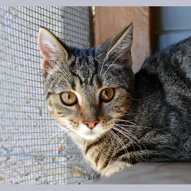 Photo of Smokey