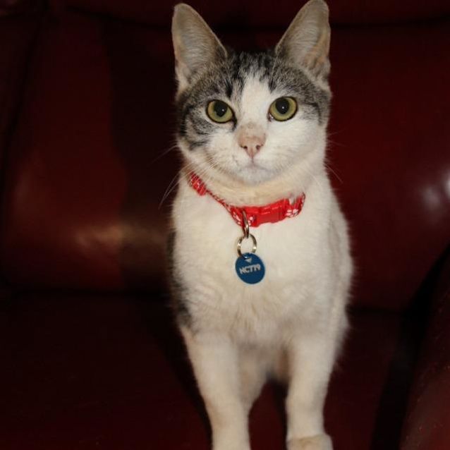 Photo of Nessie