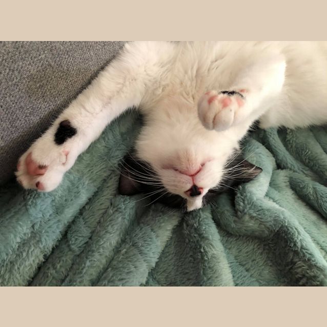 Photo of Amber