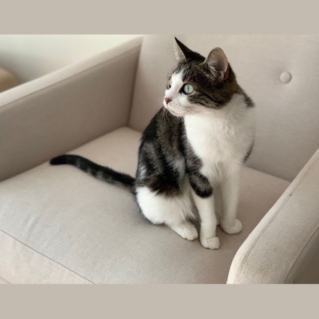 Photo of Sage ~ 3 Year Old Female Cat (On Trial 15/4/20)