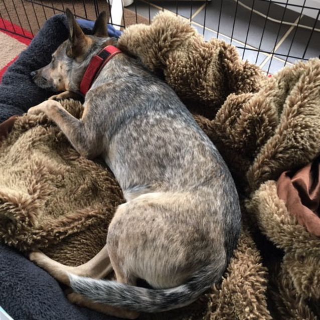 Photo of Misty ~ 6mo Cattle X Kelpie Pup (On Trial 26/4/20)