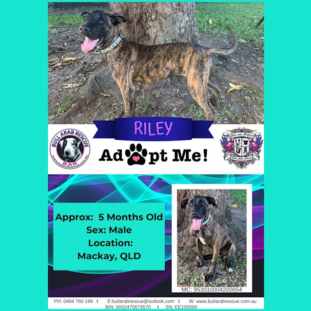 Photo of Riley