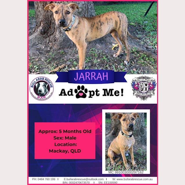 Photo of Jarrah