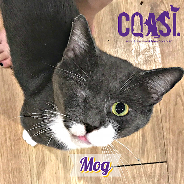 Photo of Mog 