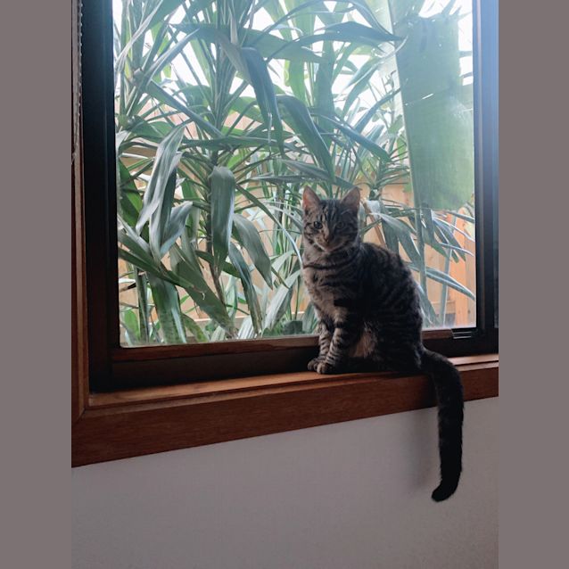 Photo of Tiger