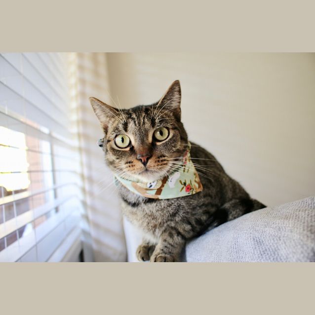 Photo of Dutch ~ 2 Year Old Male Cat (On Trial 26/04/2020)